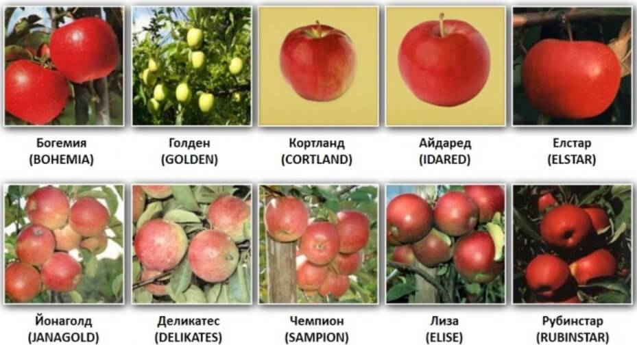 Сертификат на яблоки 